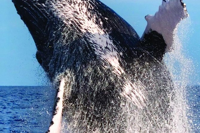 Waikiki Deluxe Catamaran Whale Watch - Time on the water, seasickness, and weather: your comfort plan