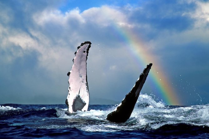 Waikiki Deluxe Catamaran Whale Watch - Who this tour fits best (and who should choose another style)