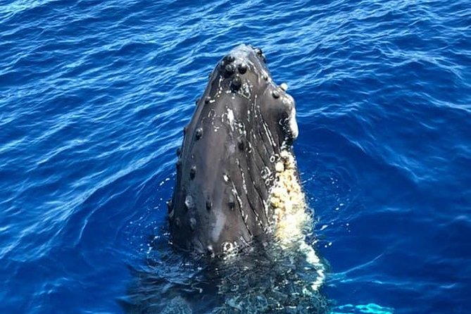 Waikiki Deluxe Catamaran Whale Watch - The value question: is $89 worth it for Waikiki whale watching?