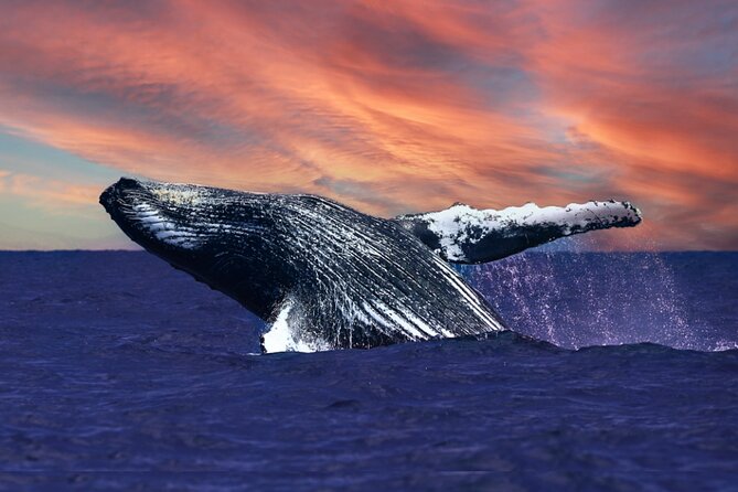 Waikiki, Oahu 2-Hour Whale Watching: Guaranteed Sightings - Key things you’ll notice on this Waikiki whale watch