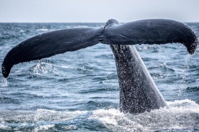 Waikiki, Oahu 2-Hour Whale Watching: Guaranteed Sightings - The 2-hour cruise feel: what you’re really buying