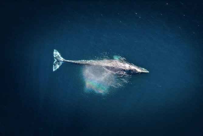 Waikiki, Oahu 2-Hour Whale Watching: Guaranteed Sightings - If whales don’t appear: how the free re-ride changes the math