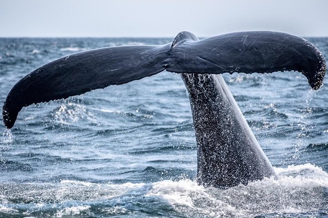Waikiki, Oahu 2-Hour Whale Watching: Guaranteed Sightings - The 2-hour cruise feel: what you’re really buying