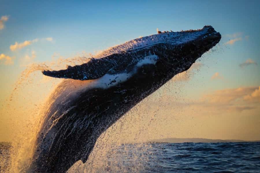 Waikiki: Sunset Whale Watching with 2 Drinks (BYOB-Friendly) - Key things I’d plan around
