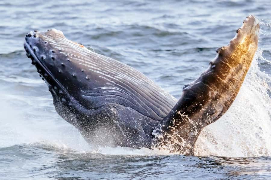 Waikiki: Sunset Whale Watching with 2 Drinks (BYOB-Friendly) - Why Waikiki Sunset Is the Right Time for Humpbacks