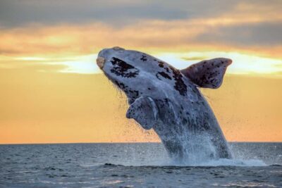Waikiki: Sunset Whale Watching with 2 Drinks (BYOB-Friendly) - What the 2-Hour Cruise Feels Like (And Why It Works)