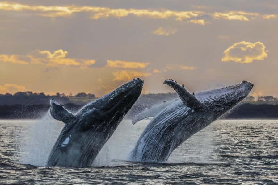 Waikiki: Sunset Whale Watching with 2 Drinks (BYOB-Friendly) - Price and Value: What $52 Actually Buys You