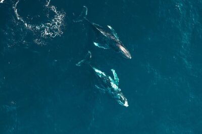 Waikiki Whale Watching Cruise - What You Can Expect to See: Whales, Dolphins, Turtles, and More