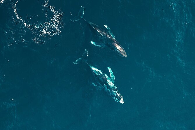 Waikiki Whale Watching Cruise - What You Can Expect to See: Whales, Dolphins, Turtles, and More