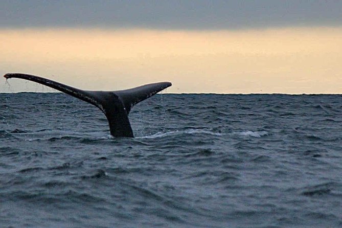 Waitukubuli Dolphin and Whale Watch in Dominica - Waitukubuli Dolphin and Whale Watch: the vibe you’re buying