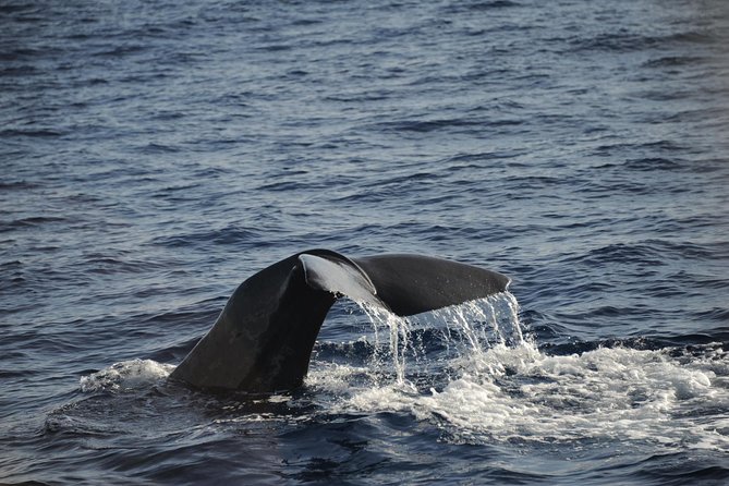 Waitukubuli Dolphin and Whale Watch in Dominica - What you might see offshore: sperm whales are the headline