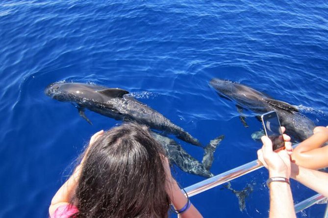 Waitukubuli Dolphin and Whale Watch in Dominica - Getting close without crowding: seeing flukes and behavior the right way