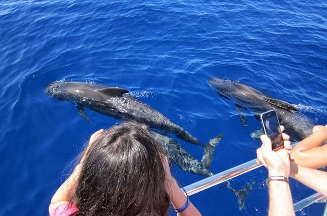 Waitukubuli Dolphin and Whale Watch in Dominica - The boat ride reality: wet, sometimes bumpy, and small enough to feel it
