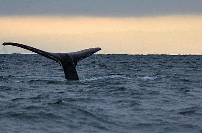 Waitukubuli Dolphin and Whale Watch in Dominica - Value check: does $99 make sense for Dominica?