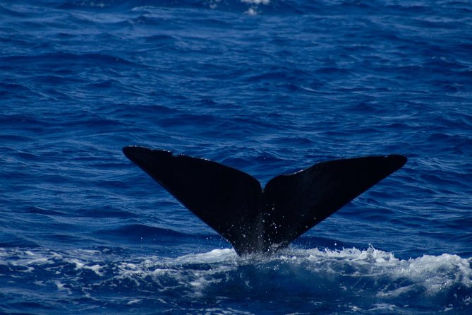 Waitukubuli Dolphin and Whale Watch in Dominica - Who this tour suits best (and who might want a different plan)