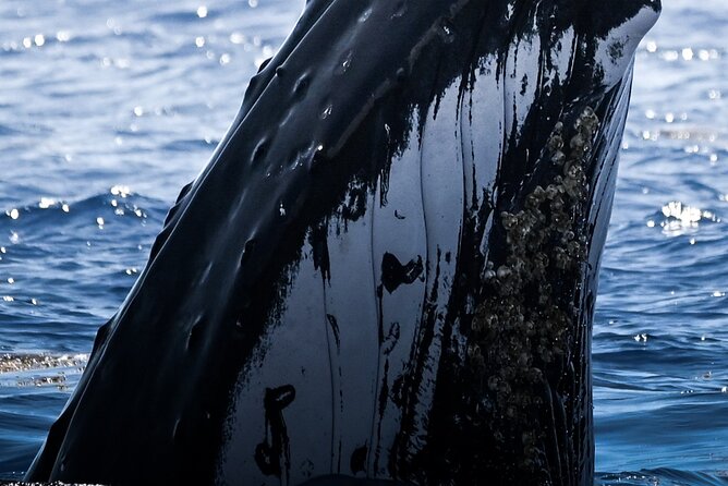 Watch and Swim with Humpback Whales in Moorea - Key Highlights Before You Go