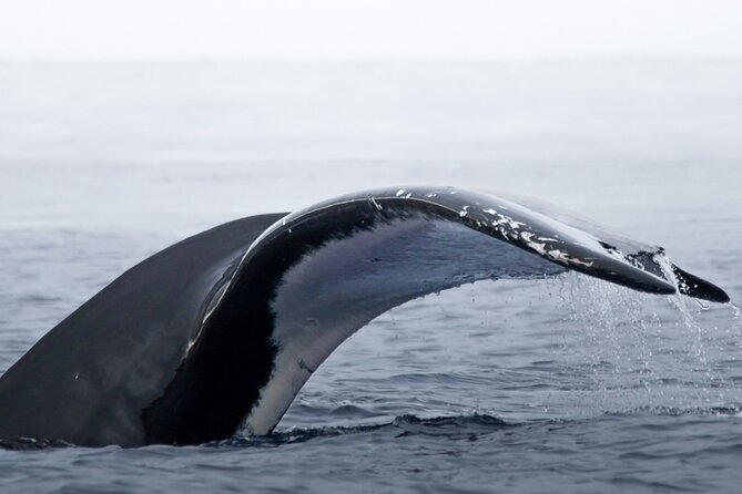 Watch and Swim with Humpback Whales in Moorea - Watch-and-Swim: What You’re Really Doing on This Tour