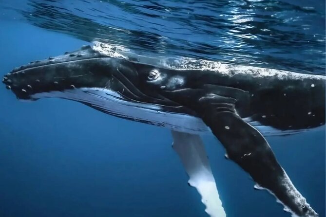 Watch and Swim with Humpback Whales in Moorea - Price and Value: What $267.22 Really Buys