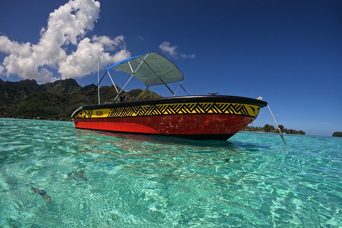 Watch and Swim with Humpback Whales in Moorea - Who This Tour Fits Best (and Who Might Want to Pass)