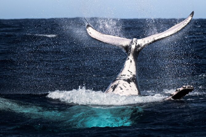 Watch and Swim with Humpback Whales in Moorea - KoaBoatTour and the Small-Group Advantage