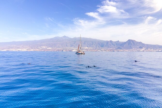Watching and Listening Whales visiting Los Gigantes&Masca. Food&drinks included - Whale-and-cliff morning: what the 5 hours actually feel like