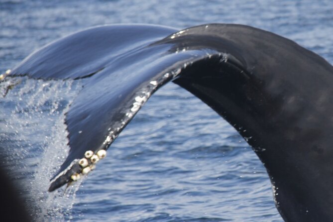 Watching whales and dolphins on Terceira Island - Key things to know before you go