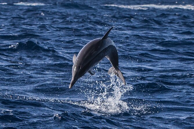 Watching whales and dolphins on Terceira Island - Why Terceira is a prime cetacean outing