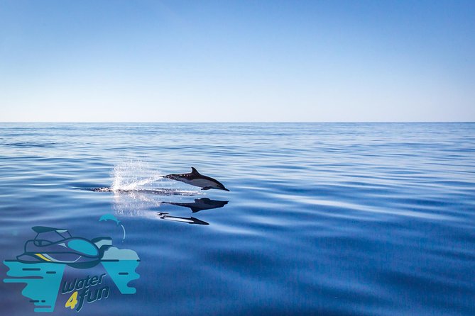 Watching whales and dolphins on Terceira Island - Small speedboat seating: you’ll see more than you expect