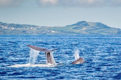 Watching whales and dolphins on Terceira Island - The spotter system from Monte Brasil (and why it helps)
