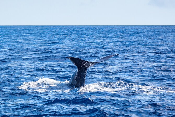 Watching whales and dolphins on Terceira Island - What you might see: dolphins up close and whale possibilities