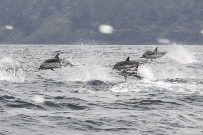 Watching whales and dolphins on Terceira Island - Dolphins and whales: how the viewing actually works on the water