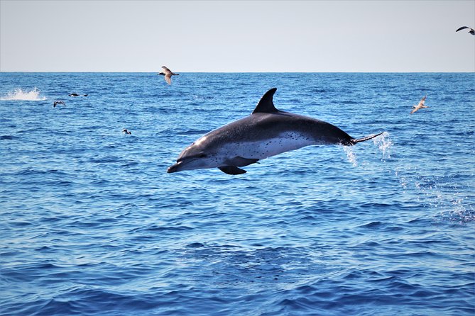 Watching whales and dolphins on Terceira Island - The guide style: clear explanations without getting in the way