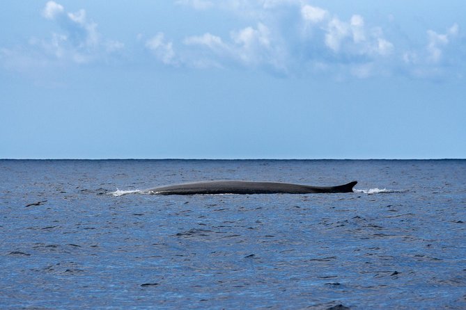 Watching whales and dolphins on Terceira Island - Value on paper: does $78.64 feel fair?