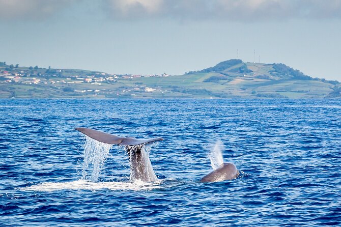 Watching whales and dolphins on Terceira Island - The spotter system from Monte Brasil (and why it helps)