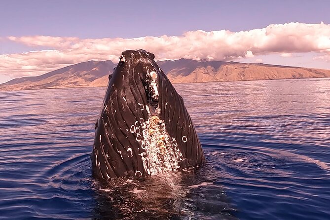 West Maui Sunset Whale Watch - Finding Humpbacks in Maui’s Marine Sanctuary