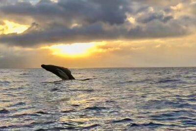 West Maui Sunset Whale Watch - What the Boat Experience Feels Like (And Why It Matters)