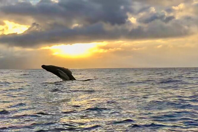 West Maui Sunset Whale Watch - What the Boat Experience Feels Like (And Why It Matters)
