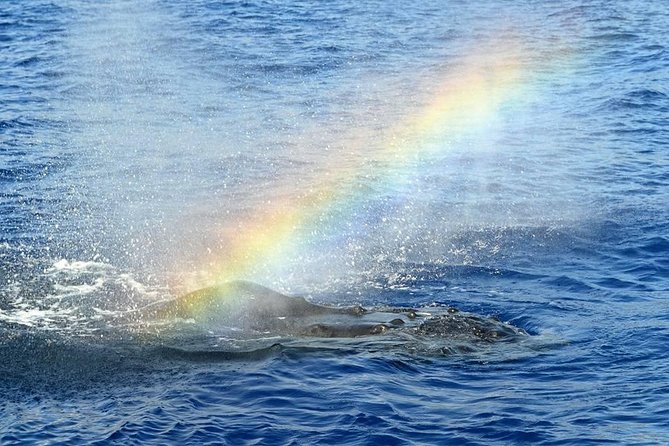 West Oahu Deluxe Whale Watching Sail - The 2-Hour Plan: Waianae Coast Views Then Whale Searching