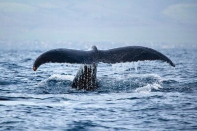 West Oahu Deluxe Whale Watching Sail - Getting Comfortable Onboard: Space, Seating, Restrooms, and the Premium Bar