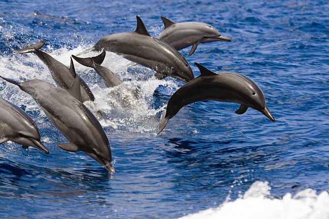 West Oahu Deluxe Whale Watching Sail - Where the Real Value Comes From: $89 for a Deluxe Whale Watch