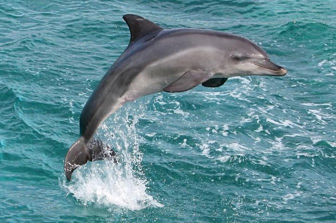 West Oahu Deluxe Whale Watching Sail - Tips to Make Your Sail Go Smoothly (and Spot More)