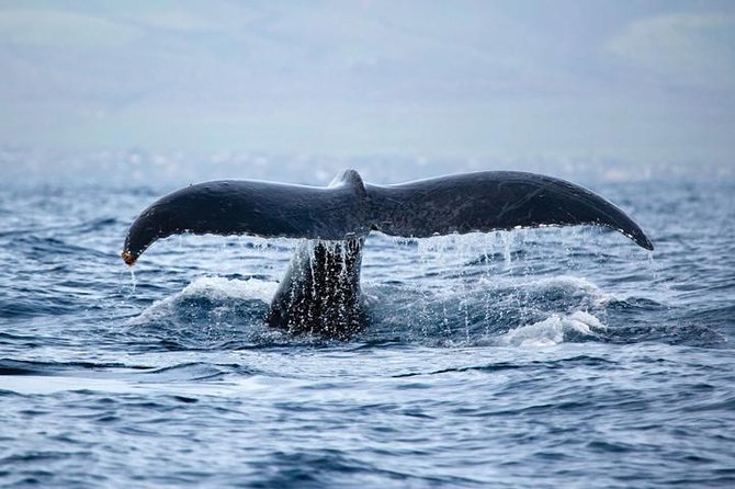 West Oahu Deluxe Whale Watching Sail - Getting Comfortable Onboard: Space, Seating, Restrooms, and the Premium Bar