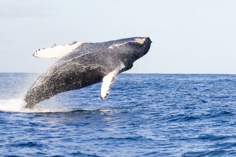 West Oahu: Eco-Friendly Whale Watching Cruise - Quick hits before you go