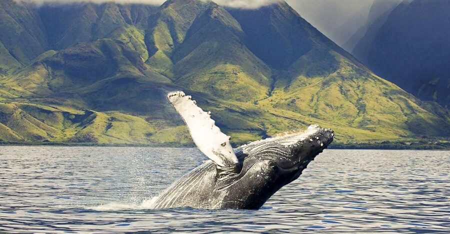West Oahu: Eco-Friendly Whale Watching Cruise - Why this 2-hour Wai‘anae whale cruise feels like good value at $89