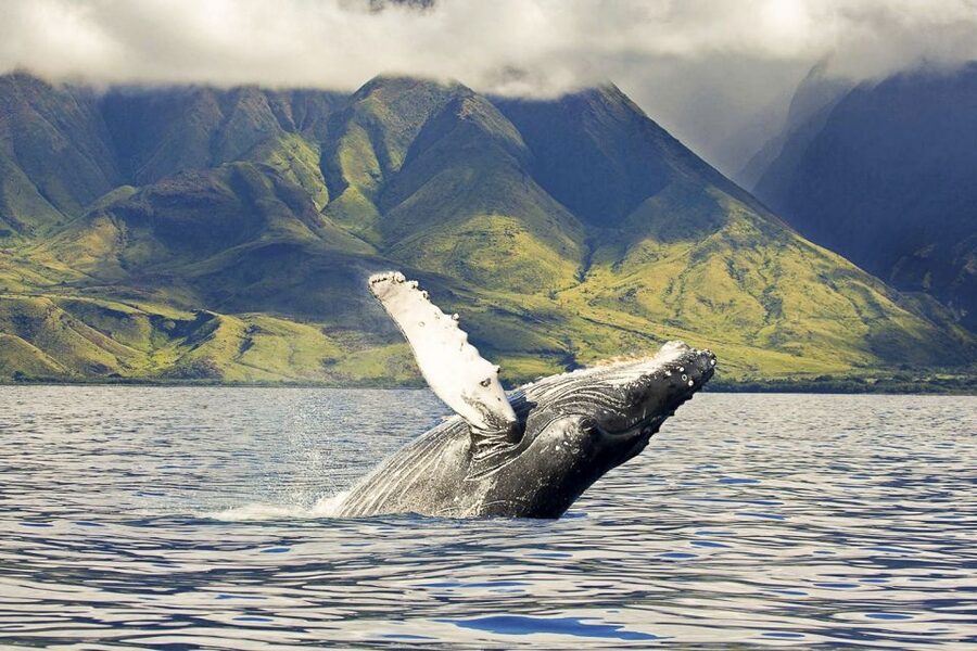 West Oahu: Eco-Friendly Whale Watching Cruise - The cruise rhythm at 1:30 PM: what the first hour is really for