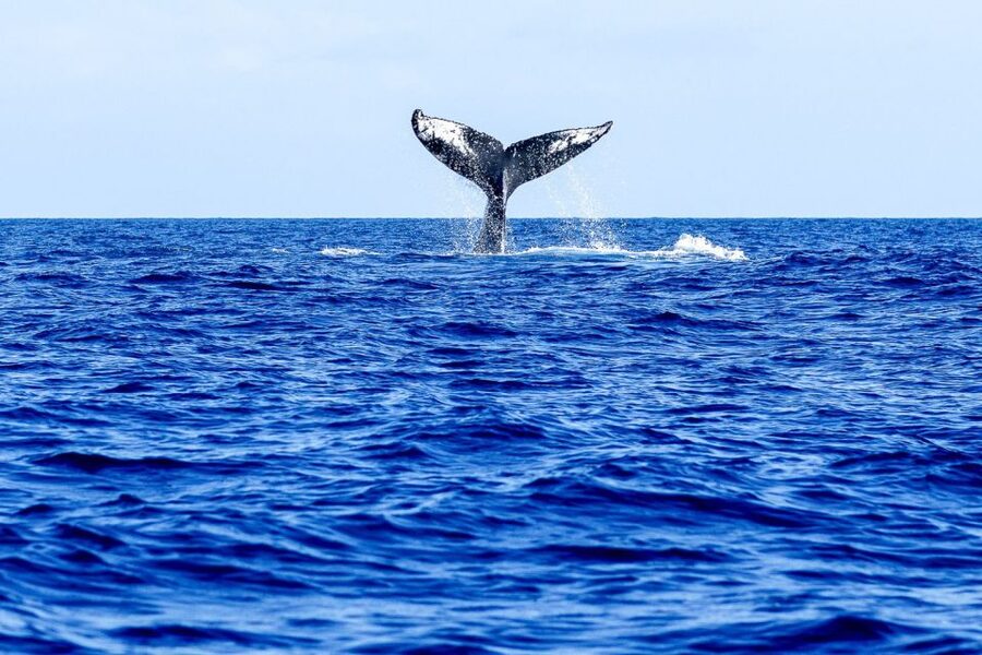 West Oahu: Eco-Friendly Whale Watching Cruise - FAQ