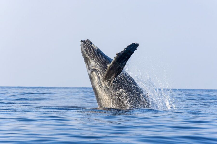 West Oahu: Eco-Friendly Whale Watching Cruise - Getting to the boat: Waianae Boat Harbor, no pickup, and parking that helps