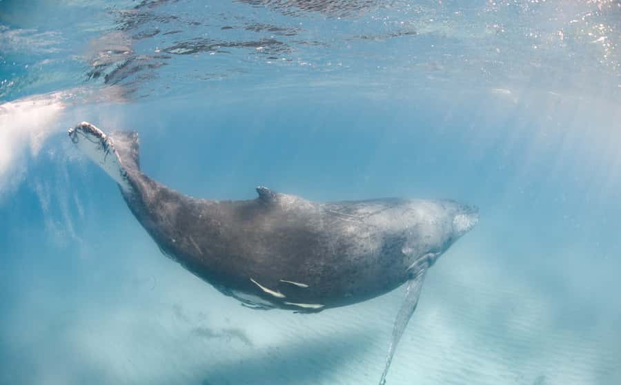 Western Australia: Swim with Humpback Whales - Key things that make this whale-and-reef day work