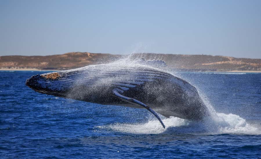 Western Australia: Swim with Humpback Whales - Ningaloo Reef and Coral Bay: the setting that makes this feel special