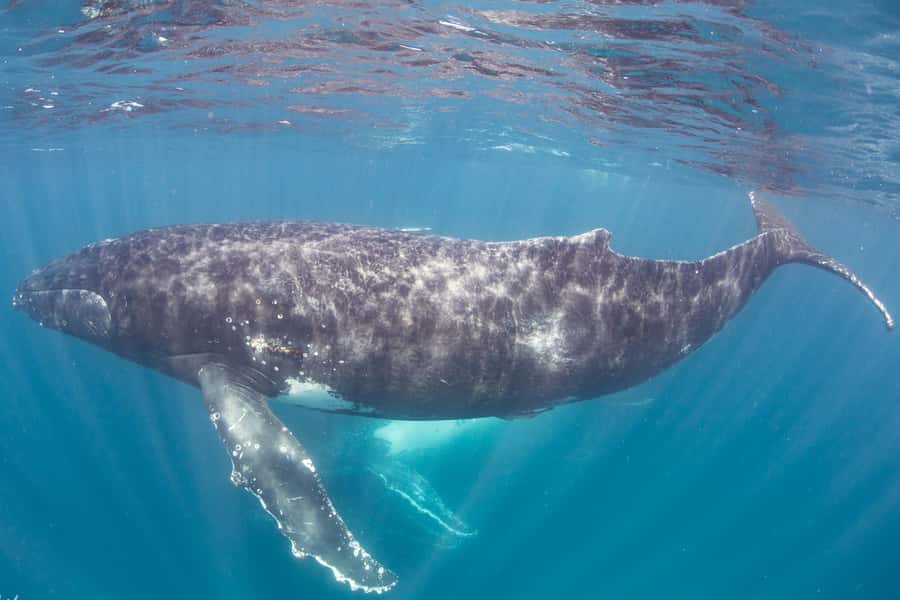 Western Australia: Swim with Humpback Whales - The humpback whale swim: small groups, safe distances, and whales on their terms